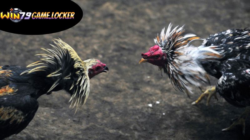 Cách thức cá cược trong đá gà