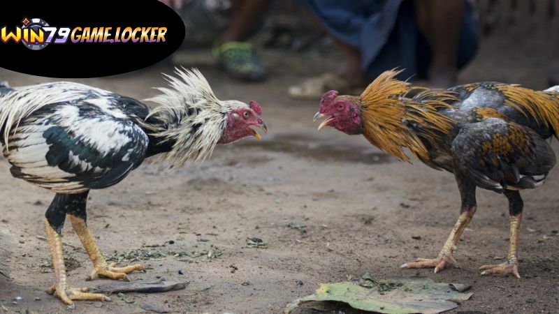 Trải nghiệm tham gia trận đấu đá gà trực tiếp